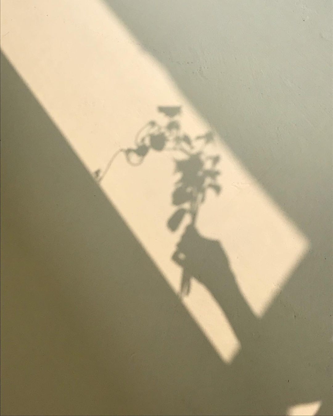 A shadow cast on a sunlit wall: a hand holding a small spray of flowers, half-revealed in the light